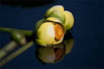 Желтая прудовая лилия