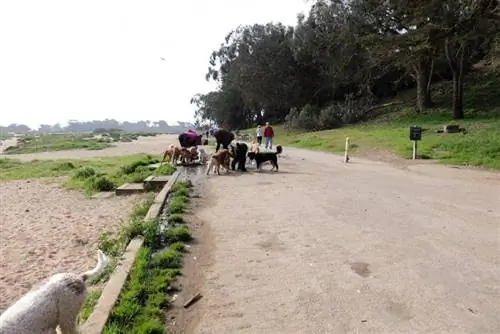 Собачий парк: остановка для отдыха в форте Фанстон.