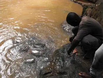 Священный сом ест куриные кишки. фотографии Джонатана Дэвида Томпсона.