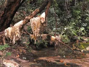 Мокрые козьи шкуры свисали с ветвей деревьев.