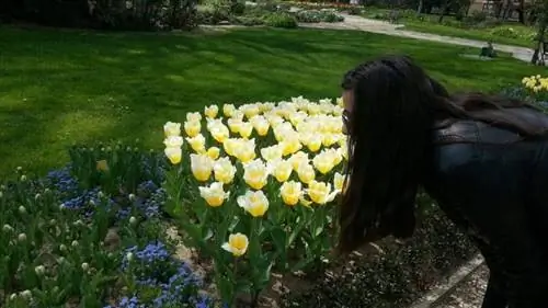 Цветущие тюльпаны в Ботаническом саду в Софии, Болгария.