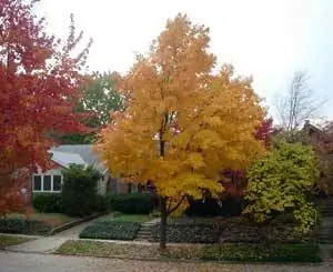 Автор, калифорнийец, был удивлен яркой листвой в Иллинойсе. Фото Доминика Дегразиера