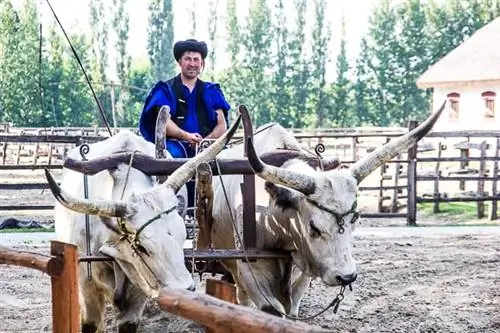Венгерский крупный рогатый скот Гэри только полуодомашнен и имеет длинные острые рога.
