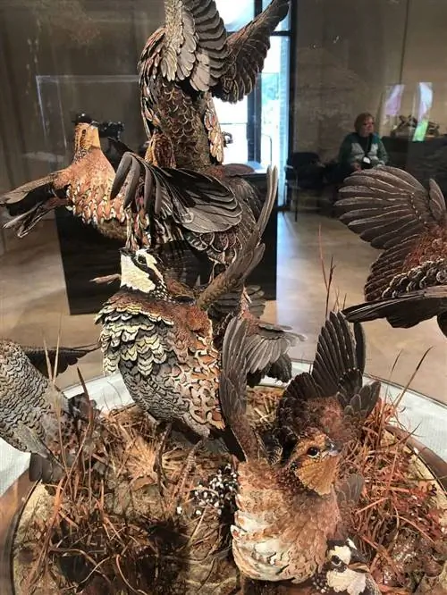 Искусство таксидермии в Brookgreen Gardens.