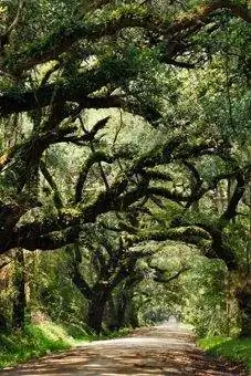 Canopy Road в Южной Каролине.