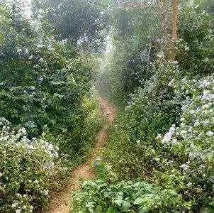 Путь в деревню в Северном Лаосе.