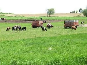 Полосатые галловейские коровы - редкое зрелище, особенно галловейские коровы с коричневыми полосами.