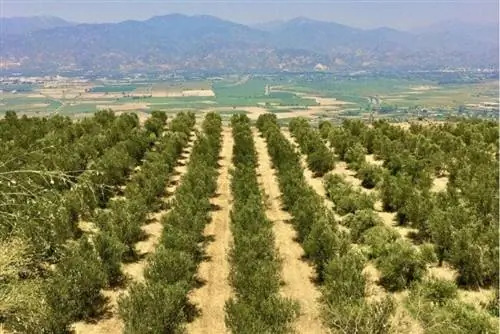 оливковые рощи индейки, где выращивают оливки для Oleavia Organic EVOO