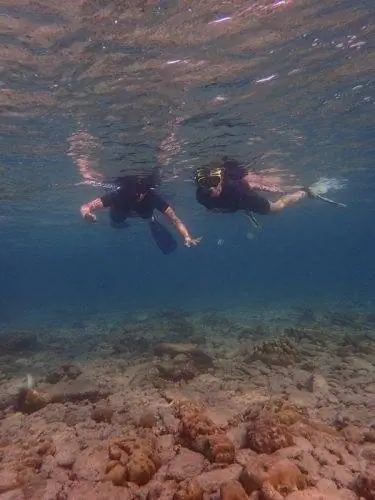 Shark Watch выводит вас на прогулку рано утром, придавая подводному миру волшебное сияние.