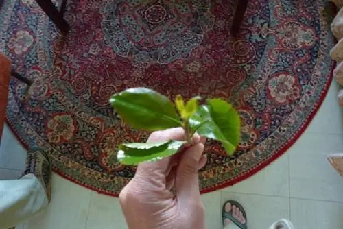 Вот так выглядит Кат.