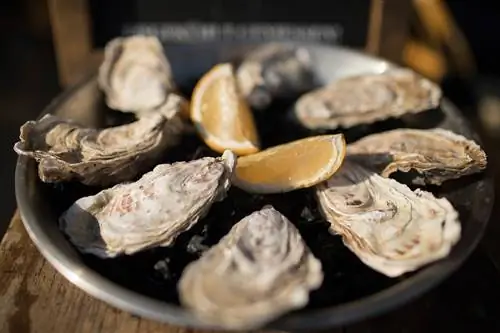 Канкальские устрицы