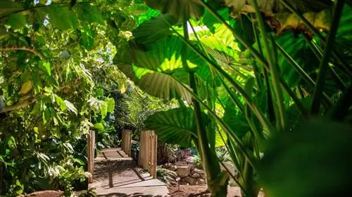 Эль-Пальметум: зеленый оазис в Санта-Крус-де-Тенерифе