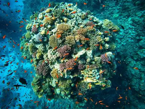 Кораллы в Красном море.