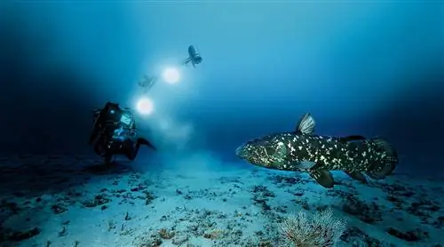 Экспедиции Лорана Бальесты на Гомбессу