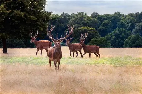 Лондон в шести парках, в которых можно заблудиться