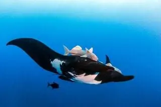 Fifty Fathoms Ocean Commitment III Revillagigedo the Mexican Galpago