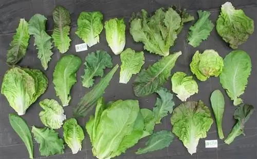 Сорта салата от Центра исследований и пищевых технологий Арагона