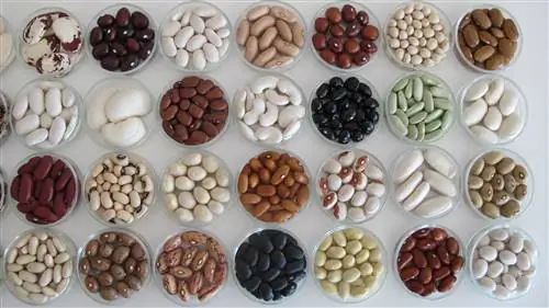 Сорта фасоли от Центра исследований и пищевых технологий Арагона