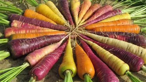 Банк семян в Сарагосе: почти 4000 сортов томатов на хранении