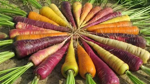 Сорта моркови от Центра исследований и пищевых технологий Арагона