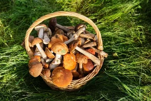 Грибы из наваррских лесов