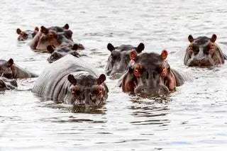 Для любителей животных Южная Африка Намибия Ботсвана и водопад Виктория Для любителей животных Южная Африка Намибия Ботсвана и водопад Виктория