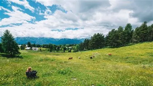 Salvaje': журнал, который хочет избавить нас от токсинов мобильных телефонов и отправить нас в сельскую местность