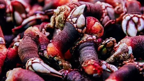 Рестораны с морепродуктами в Галиции, в том числе и летом