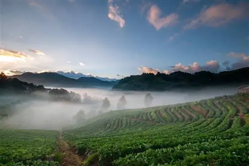 Кэмерон Хайлендс