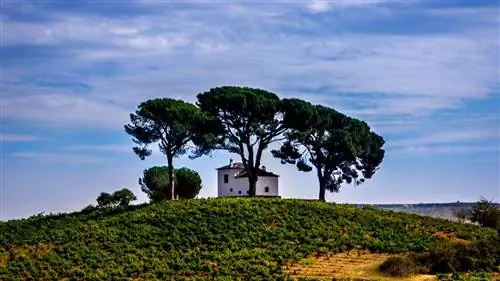 Bierzo, гораздо больше, чем просто вино
