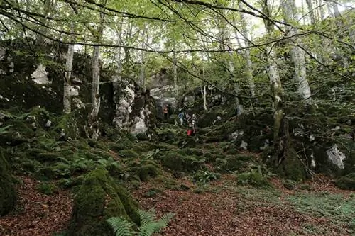 Лесная баня в Араларе