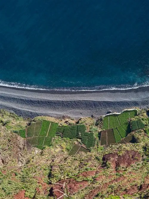 виноградники на Мадейре