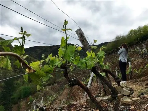 Винодельни DOP Cangas