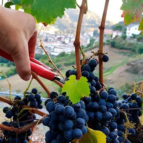 срезка винтажного винограда