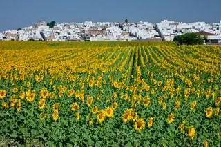 вилламартин