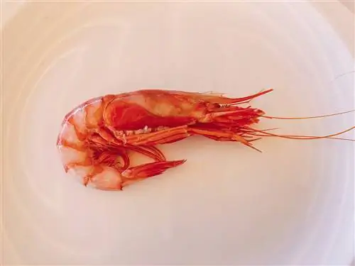 Красные креветки в Эль Фаралло