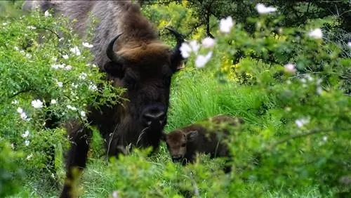 Мура и ее теленок в заповеднике Fundación Valle del Bisonte в Рианьо. Мура и ее теленок в заповеднике Fundación Valle del Bisonte в Рианьо.