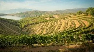 3. Познакомьтесь с винным маршрутом DO Empordà