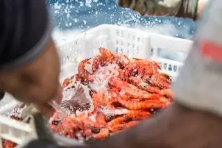 7. Попробуйте лучшие креветки в Паламосе