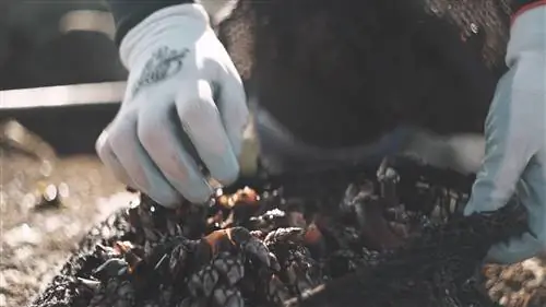 Работа ракушки