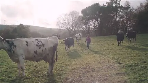Без производителей моллюсков… не было бы Риас Байшас