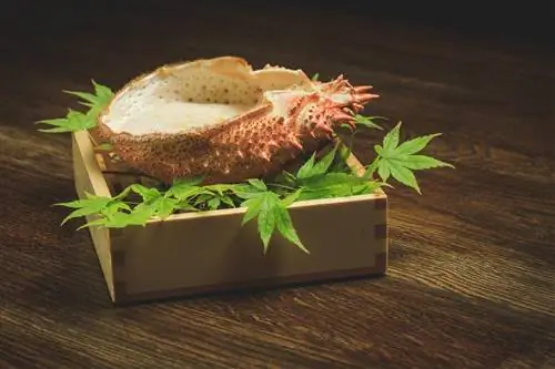 Настоящая японская кухня.