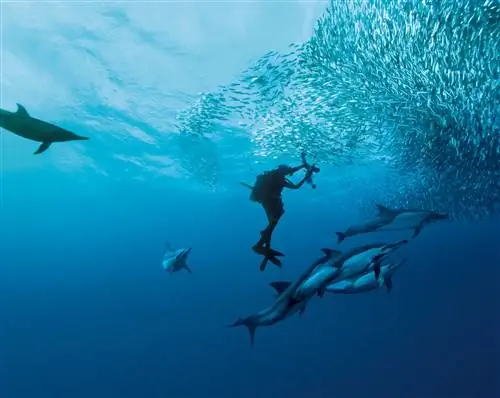 Косяк сардины в Южной Африке.