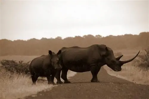 Носорог в Южной Африке.