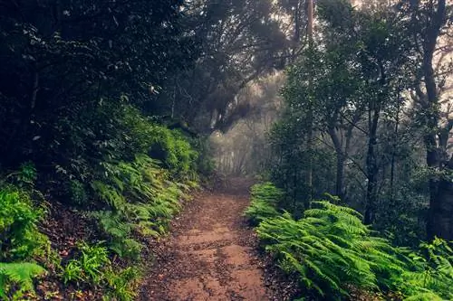 Заблудитесь в кинематографических лесах Тенерифе.
