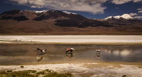 Сантьяго-де-Чили - это место для воссоединения.