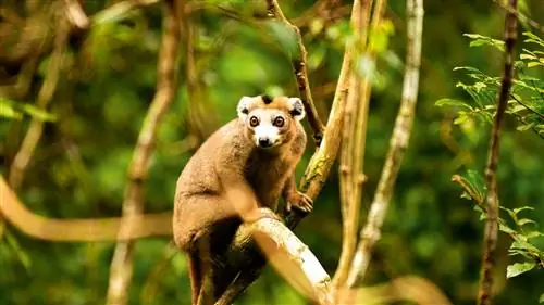 Мадагаскар, легендарный остров