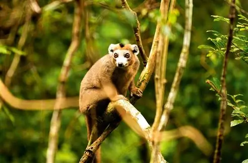 коронованный лемур