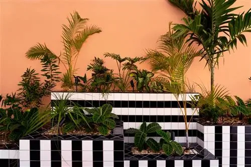 Пальмарская соль