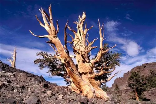 Некоторые из самых долгоживущих деревьев в мире живут в Белых горах Калифорнии.